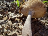 Amanita protecta image