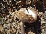 Amanita protecta image