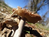Amanita protecta image