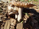 Amanita protecta image