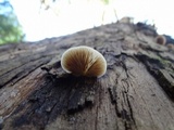 Crepidotus applanatus image