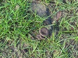 Entoloma sericeum image