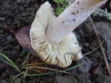 Inocybe brunnescens image