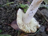 Inocybe brunnescens image