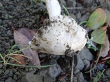 Inocybe brunnescens image