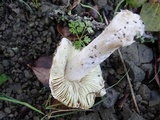 Inocybe brunnescens image