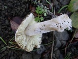 Inocybe brunnescens image