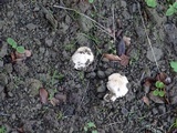 Inocybe brunnescens image