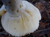 Russula cremoricolor image