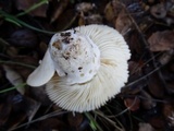 Russula cremoricolor image