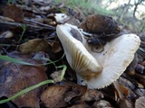 Russula cremoricolor image