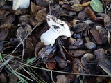 Russula cremoricolor image