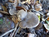 Entoloma sericatum image