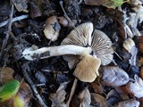 Entoloma sericatum image