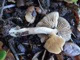 Entoloma sericatum image