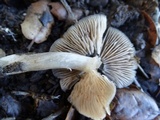 Entoloma sericatum image