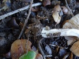 Entoloma sericatum image