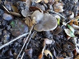 Entoloma sericatum image