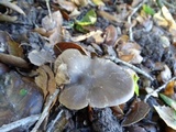 Entoloma sericatum image