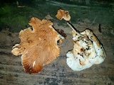 Tapinella panuoides image