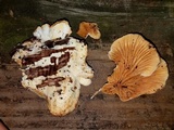 Tapinella panuoides image