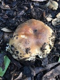 Russula cerolens image