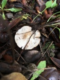 Inocybe insinuata image
