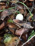 Inocybe insinuata image