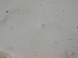 Coltricia perennis image