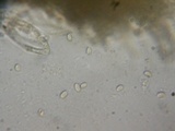 Coltricia perennis image