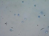 Coltricia perennis image