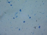 Coltricia perennis image