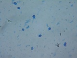 Coltricia perennis image