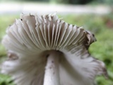 Amanita sect. Vaginatae image