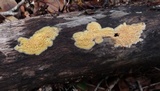 Mycoacia uda image