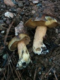 Suillus fuscotomentosus image