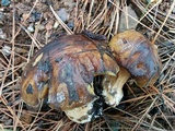 Suillus fuscotomentosus image