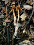 Cortinarius subobtusus image