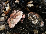 Hygrophorus russula image