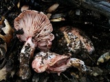 Hygrophorus russula image