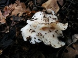 Hygrophorus eburneus image