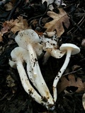 Hygrophorus eburneus image