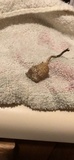 Lentinus tigrinus image