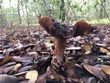 Cortinarius glutinosoarmillatus image