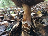 Cortinarius glutinosoarmillatus image