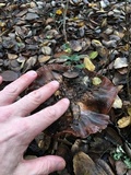 Cortinarius glutinosoarmillatus image