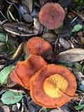 Gymnopilus luteofolius image
