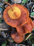 Gymnopilus luteofolius image