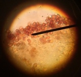 Gymnopilus luteofolius image
