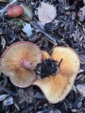Gymnopilus luteofolius image